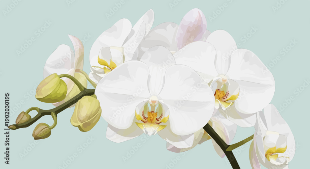 Obraz premium Delicate white orchid blossoms bloom vibrantly on a slender stem