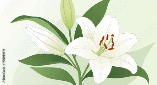 Delicate white lilies bloom with green leaves against a soft green backdrop