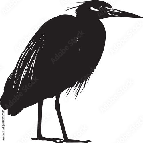 Vector silhouette of standing Bittern (bird).