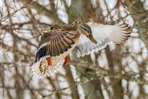 Female mallard flyng in winter
