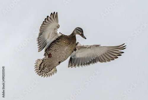 Female mallard flying in winter