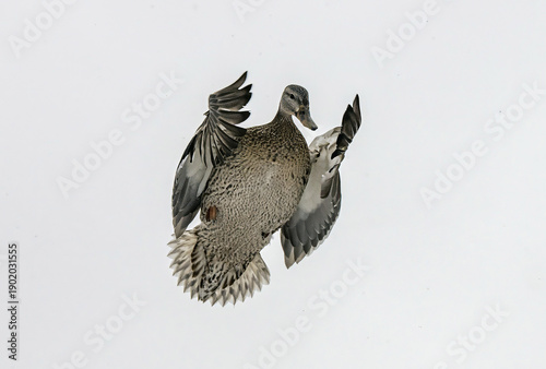male mallard flying in winter