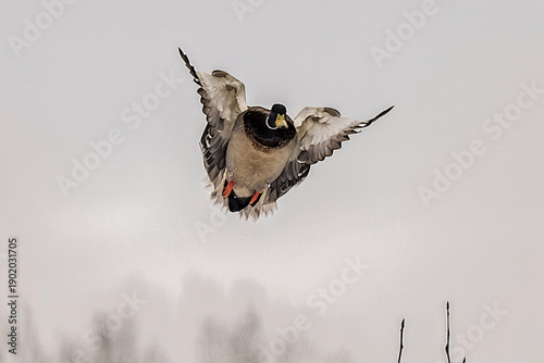 male mallard flying in winter