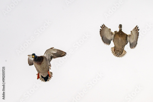bird of prey