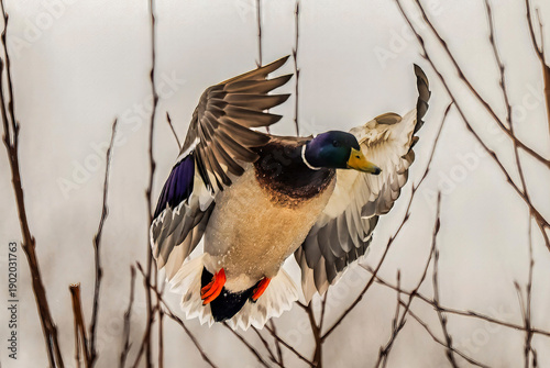 common pheasant male