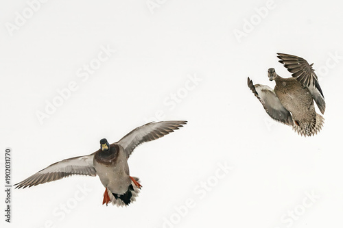seagull in flight