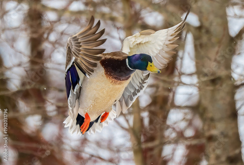 pheasant in flight