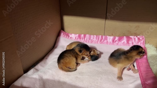 Three newborn kittens sleeping together in cardboard box. Abyssinian ruddy kittens with closed eyes. Animal care, adoption, and cozy home life.
