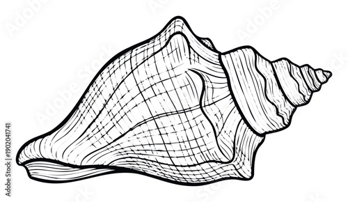 A graphic black outline drawing of a detailed conch seashell with intricate linear and grid textures, suitable for marine biology studies, oceanthemed branding, or decorative prints and
