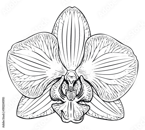 Detailed black and white line illustration of a beautiful orchid flower, ideal for printing on textile, educational materials, or decorative graphic assets.