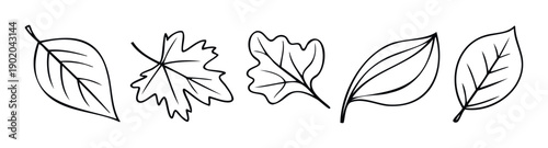 Collection of various hand drawn leaves perfect for seasonal autumn projects and botanical themed graphic resources for educational and decorative purposes