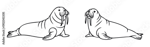 Engaging outline drawing featuring walruses with prominent tusks, perfect for educational materials, childrens books, or delightful animalthemed graphic design projects.