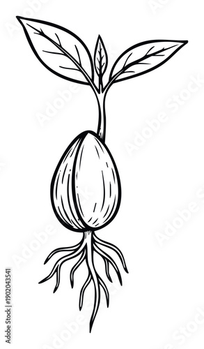 Sprouting plant seedling drawing showing growth stages from seed with roots and young leaves, perfect for educational materials or organic gardening illustrations.