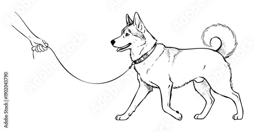 Detailed line drawing of a huskylike dog on a leash walking with a human hand, perfect for pet care promotions, animal training guides, or veterinary services materials.