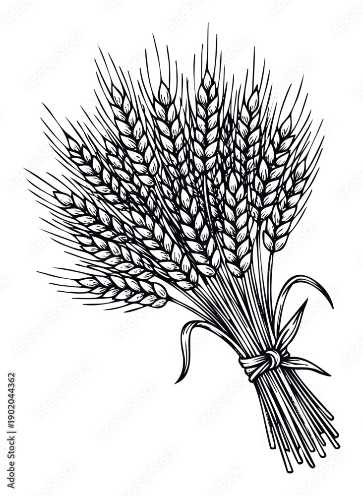Obraz premium Hand drawn black and white wheat ears tied in a rustic bundle, perfect for agricultural themes, food packaging, or traditional farmrelated designs.
