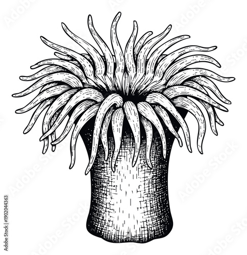 Vintage sea anemone engraving featuring a collection of intricate tentacles, ideal for marine life themed educational content and underwater environmental presentations