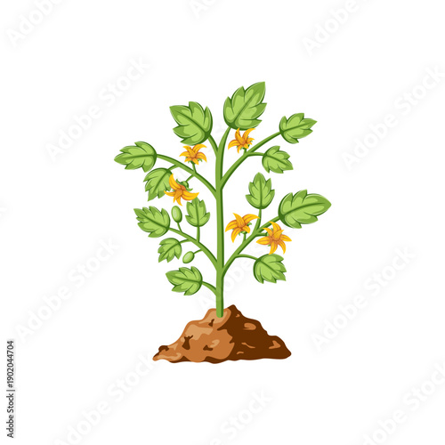 Flowering tomato plant growing in soil isolated on white background, vegetable plant illustration