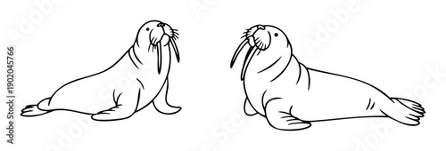 Two majestic walrus creatures featuring prominent long tusks and characteristic whiskers depicted in a simple outline style, suitable for educational content, marine life projects, or