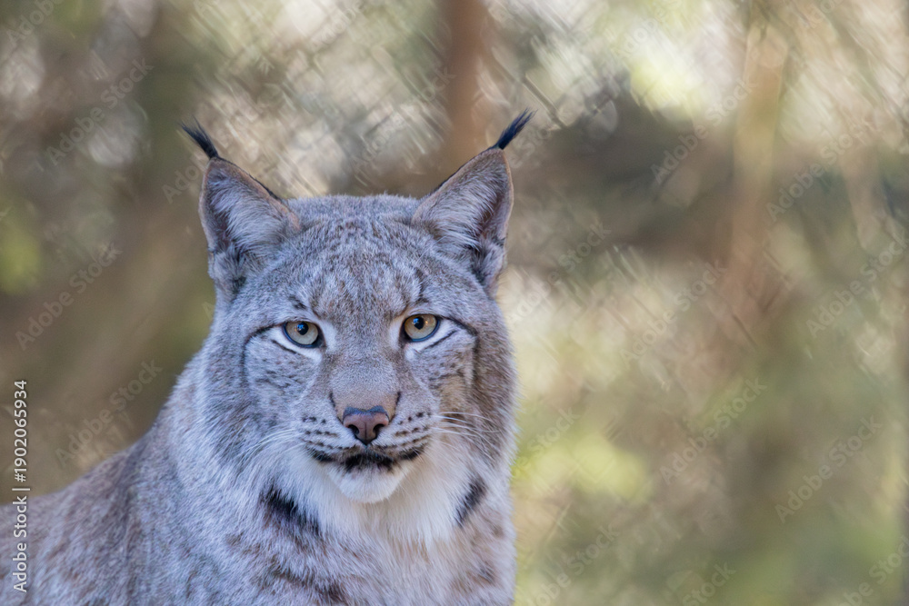 Fototapeta premium Luchs im Morgenlicht