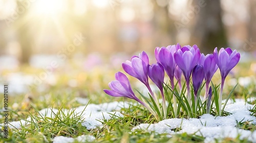 Purple crocus flowers blooming in spring with snow and bright sunlight.