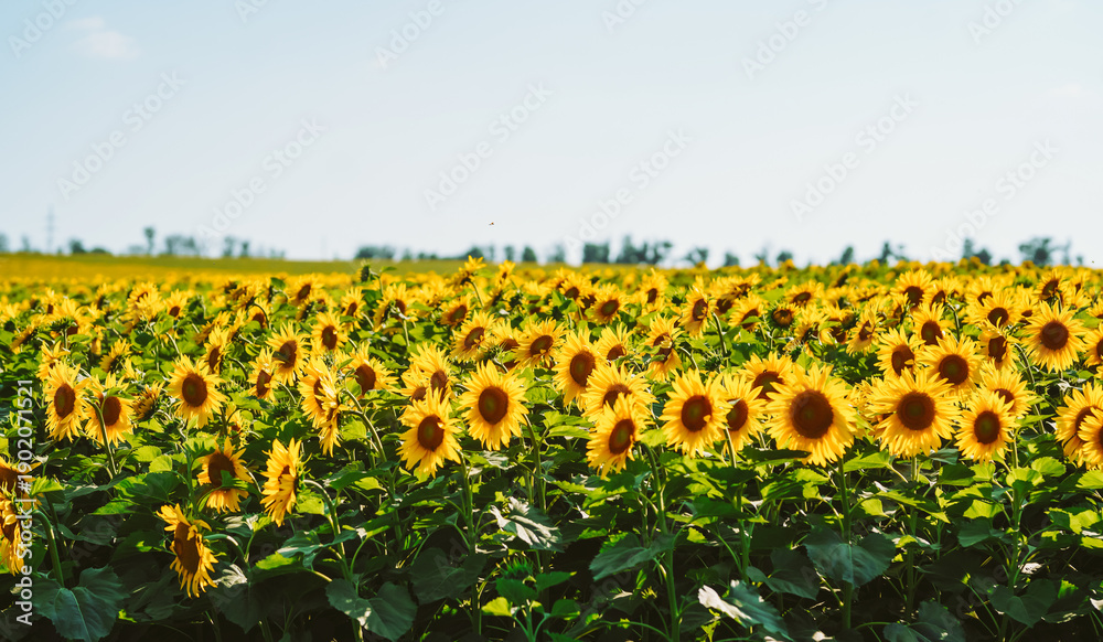 Obraz premium Sunflowers stand in rows in a field, reaching towards the sky. The sun shines brightly as the flowers bloom and stretch their petals, creating a vibrant scene.
