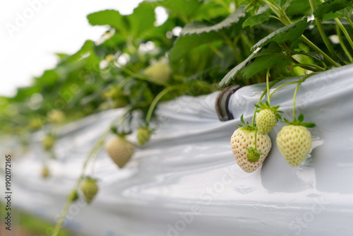 White strawberry cultivati on farm.