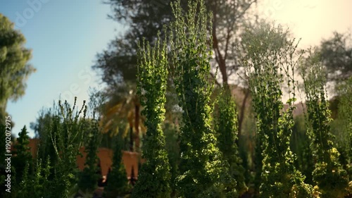 AlUla, Saudi Arabia – Peaceful Desert Oasis With Palm Groves, Green Gardens, Scenic Nature Landscapes