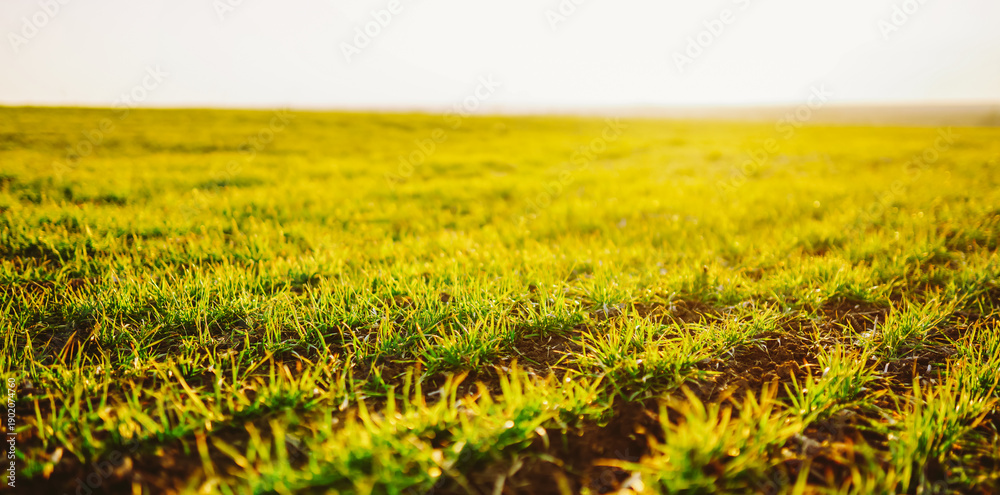 Fototapeta premium Fresh green grass covers a wide area of land. Sunlight shines down, creating a warm atmosphere. This scene captures a typical day in an open field.