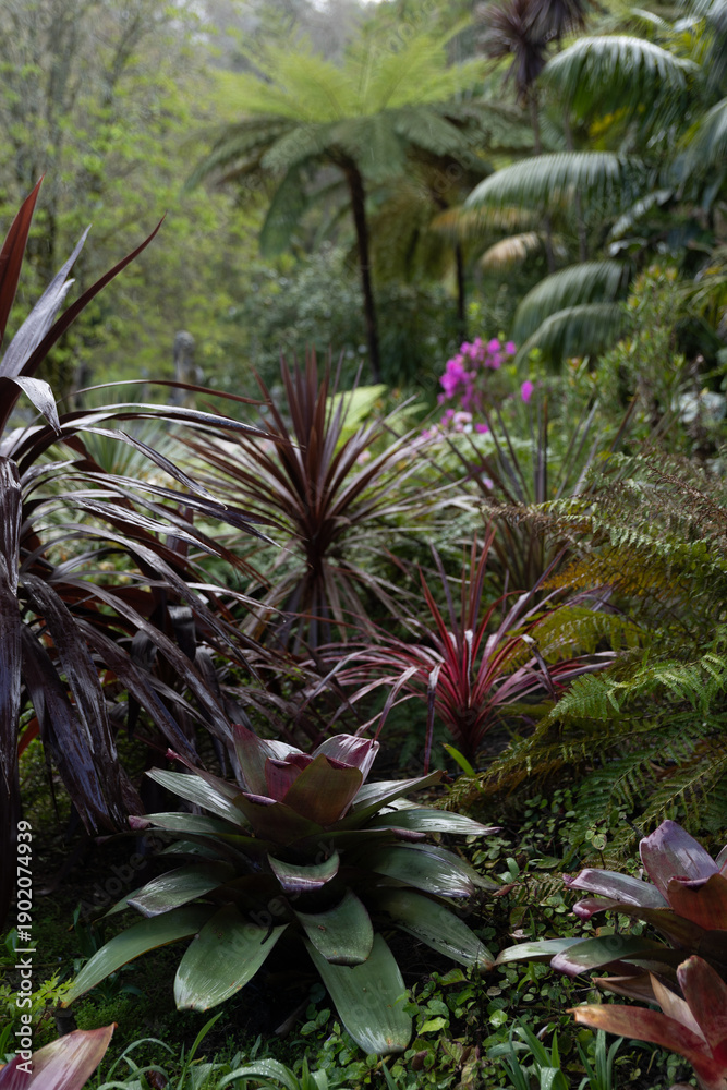Fototapeta premium Lush greenery with tropical plants in a garden. 