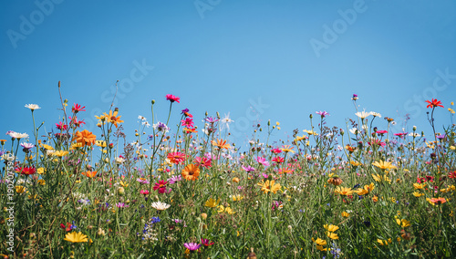 Vibrant wildflower meadow under a clear blue sky on a sunny day