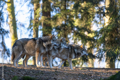 Wolf im Morgenlicht