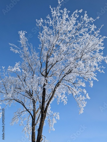 snow covered tree