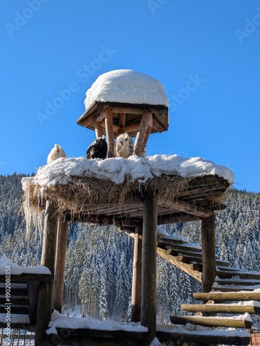 Three little goats in Hutsul Land Bukovel
