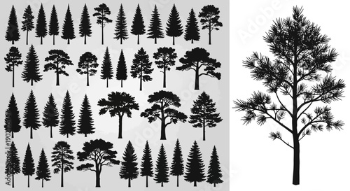Collection of various coniferous and deciduous tree silhouettes, including pine, fir, and oak varieties, presented in a graphic resource format.