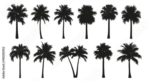 Collection of Silhouetted Palm Trees of Various Shapes and Sizes on a White Background.