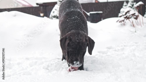 Cane Corso Walking in Heavy Snowstorm