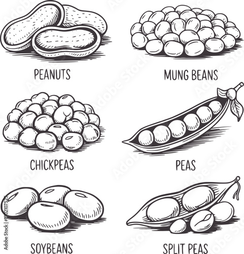 Black and of various legumes in pods and shelled forms peas peanuts mung beans