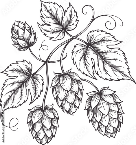 Black and pen and ink of hops vine with cones and leaves botanical