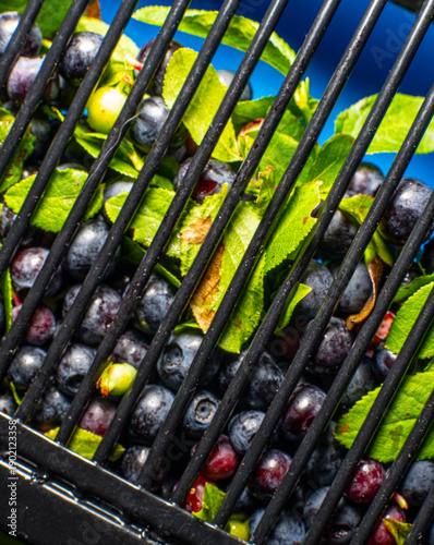 Freshly harvested blueberries Vaccinium myrtillus in berry picking rake.