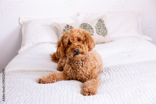 Adorable ginger mini Goldendoodle with head cocked lying down on bed with pale cream comforter, Quebec City, Quebec, Canada