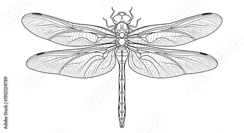 Detailed anatomical illustration of a dragonfly, showcasing its intricate wing venation and segmented body structure.
