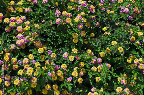 Pink and yellow Lantana camara bush