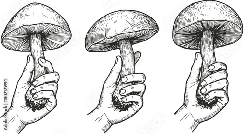 Hand holding fresh wild mushroom illustration in black and white ink drawing