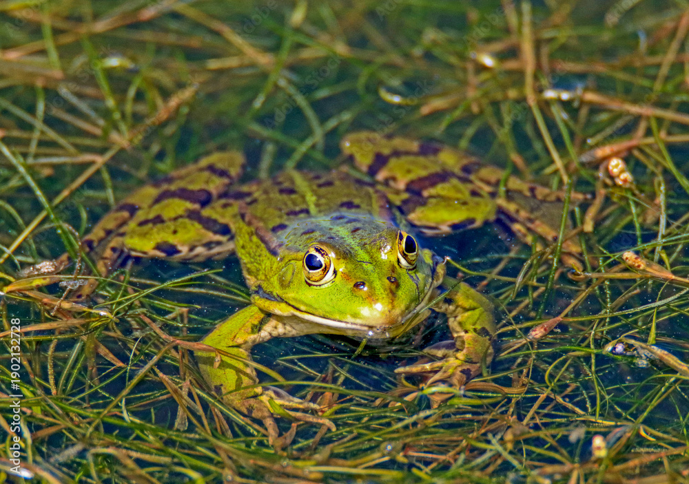 Obraz premium grenouille verte