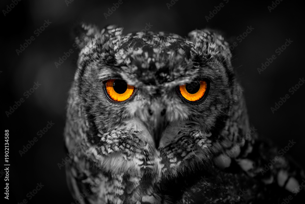 Fototapeta premium The bright orange-yellow eyes of a small owl, isolated against the dark black-and-white portrait of the night hunter's head, with a very sharp gaze in the darkness. High-contrast, color-intensive eyes