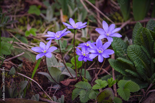 Wallpaper Mural A spring liverwort flower in the garden. Torontodigital.ca