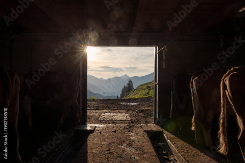 Die Abendsonne strahlt durch das offene Tor in einen Kuhstall auf der Ackernalm, Tirol, Österreich
