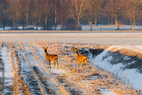 A pair of roe deer along a ditch on snow-covered farmland - Hunzedal, Drenthe, The Netherlands.