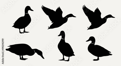 A collection of six black silhouette illustrations of ducks in various poses, including standing, flying, and foraging.