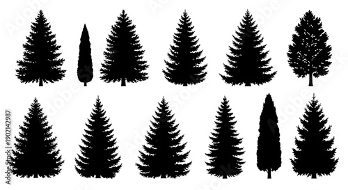 Collection of Silhouettes of Various Pine and Cypress Trees.